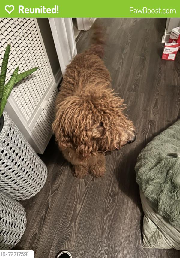 Reunited Male Dog last seen Monrovia, CA, USA, Monrovia, CA 91016