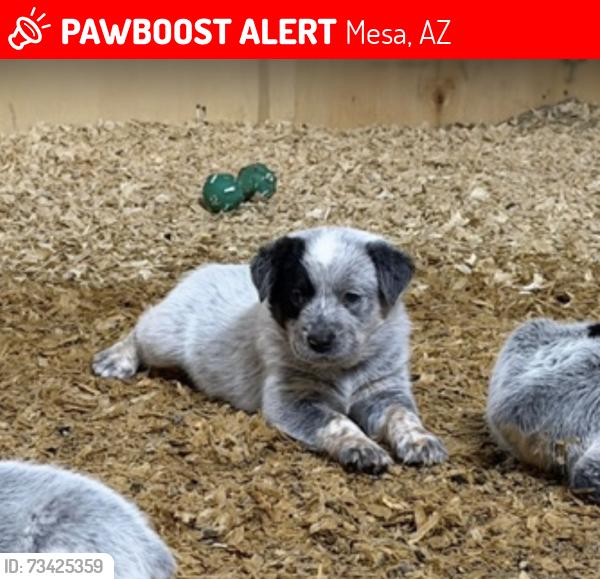 Lost Male Dog last seen Gilbert rd and Thomas rd, Mesa, AZ 85203