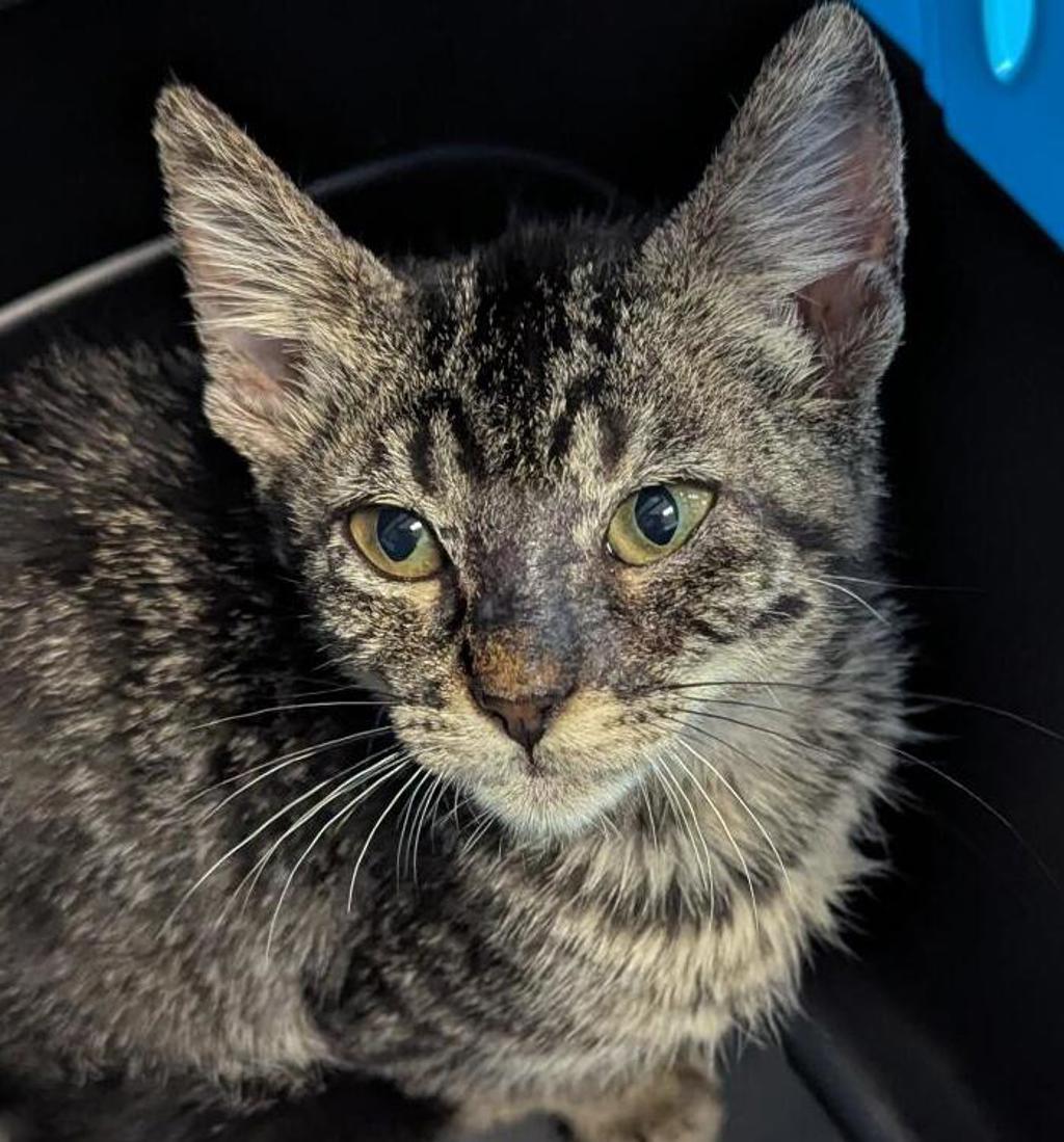 Shelter Stray Male Cat last seen Near Gaines Street, San Diego, CA, 92110, 5500 Gaines St, San Diego, CA 92110, USA