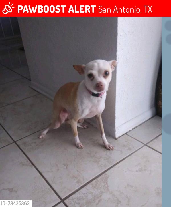 Lost Female Dog last seen Ellison and Marbach, San Antonio, TX 78245