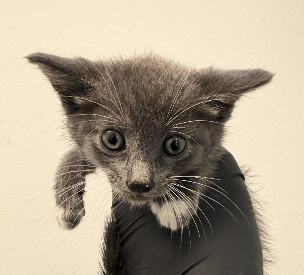 Shelter Stray Male Cat last seen Near Toyne Avenue, San Diego, CA, 92102, 5500 Gaines St, San Diego, CA 92110, USA