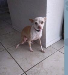 Lost Female Dog last seen Ellison and Marbach, San Antonio, TX 78245