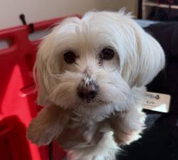 Shelter Stray Female Dog last seen Near Nadeen Way, El Cajon, CA, 92021, El Cajon, CA 92020, USA