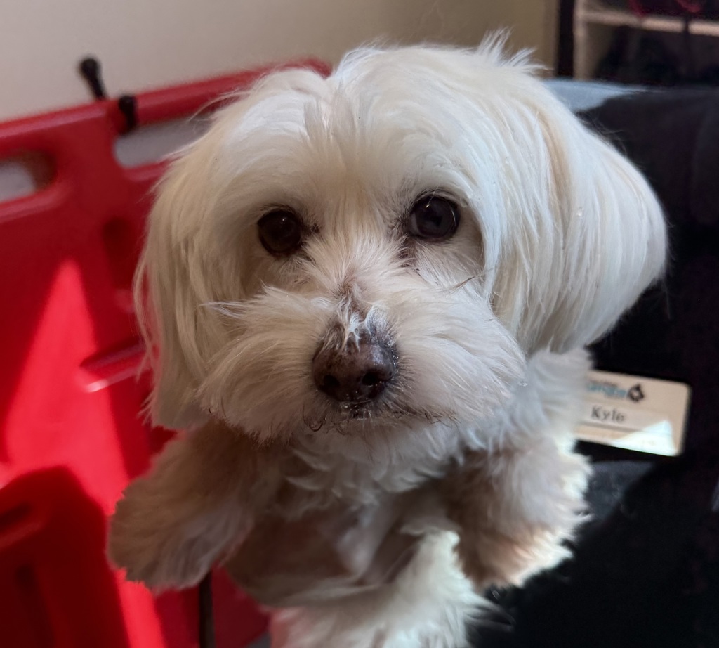 Shelter Stray Female Dog last seen Near Nadeen Way, El Cajon, CA, 92021, El Cajon, CA 92020, USA