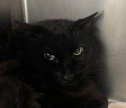Shelter Stray Male Cat last seen OR, 1700 W Historic Columbia River Hwy, Troutdale, OR 97060, USA
