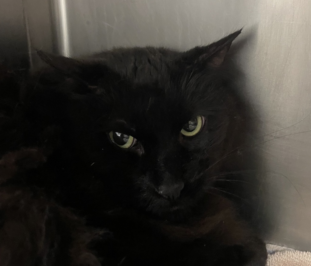 Shelter Stray Male Cat last seen OR, 1700 W Historic Columbia River Hwy, Troutdale, OR 97060, USA