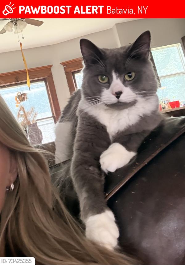 Lost Male Cat last seen Jackson elementary, Batavia, NY 14020