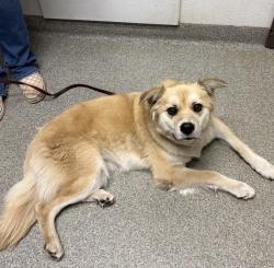 Shelter Stray Female Dog last seen Near Fern Street, Escondido, CA, 92027, Escondido, CA 92027, USA