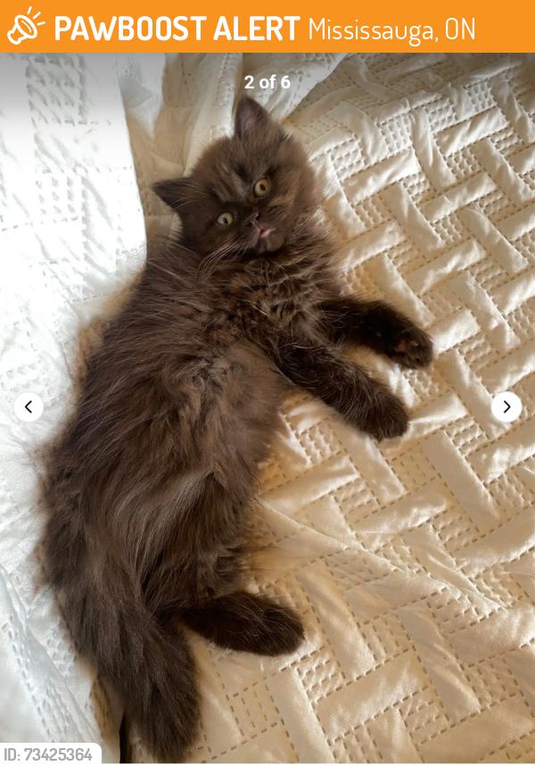 Found/Stray Unknown Cat last seen Sawmill Trail, Mississauga, ON 