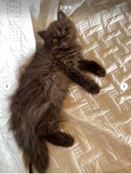 Found/Stray Unknown Cat last seen Sawmill Trail, Mississauga, ON 