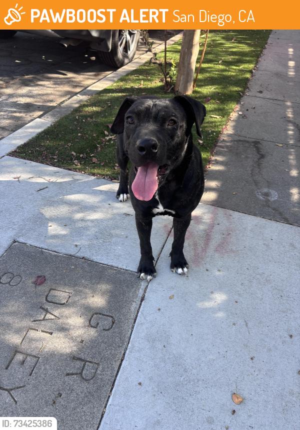 Found/Stray Female Dog last seen Rolando blvd and solita ave, San Diego, CA 92115