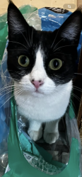 Lost Female Cat last seen 9th AVE NW Rio rancho, Rio Rancho, NM 87124