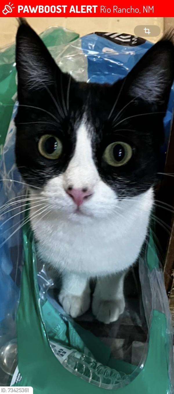 Lost Female Cat last seen 9th AVE NW Rio rancho, Rio Rancho, NM 87124