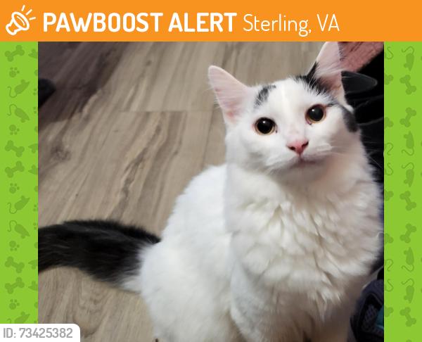 Found/Stray Unknown Cat last seen Cascades Parkway/Church Road Sterling, Sterling, VA 20164