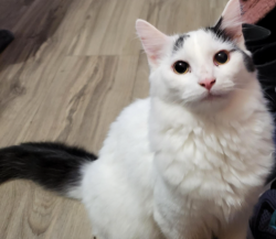 Found/Stray Unknown Cat last seen Cascades Parkway/Church Road Sterling, Sterling, VA 20164