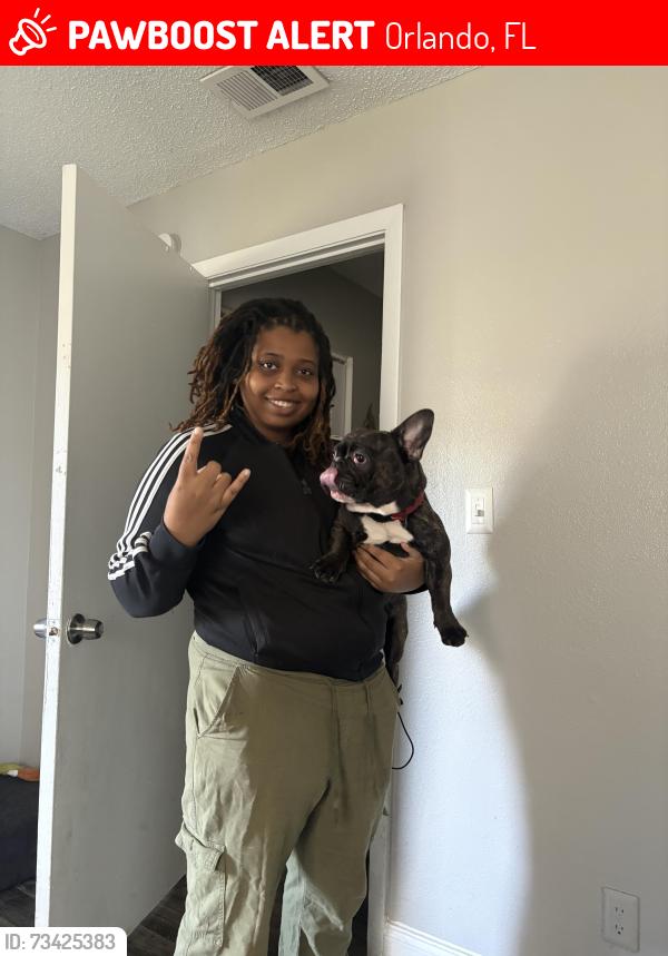 Lost Male Dog last seen Lorenzo at East Mil apmts, Orlando, FL 32839