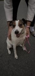 Reunited Female Dog last seen Foster Rd, Richmond, VA, USA, Richmond, VA 23226