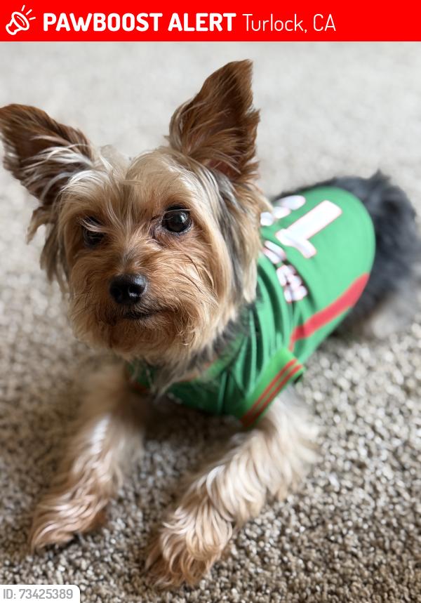 Lost Male Dog last seen North Denair Ave Turlock ca, Turlock, CA 95381