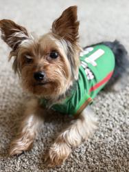 Lost Male Dog last seen North Denair Ave Turlock ca, Turlock, CA 95381