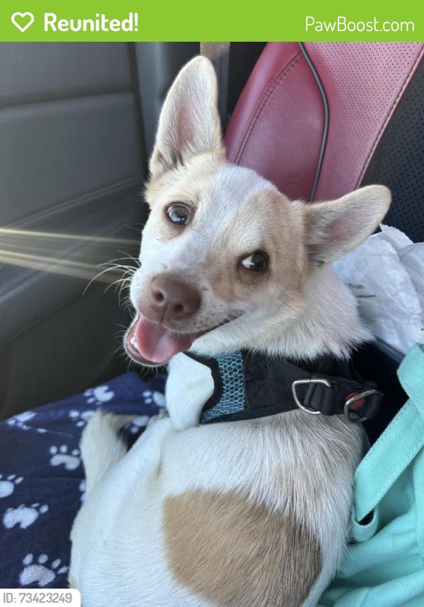 Reunited Male Dog last seen Mona, Los Angeles, CA 90059