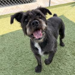 Shelter Stray Female Dog last seen , 12910 Yukon Ave, Hawthorne, CA 90250, USA