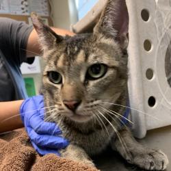 Shelter Stray Male Cat last seen , 361 S Raymond Ave, Pasadena, CA 91105, USA