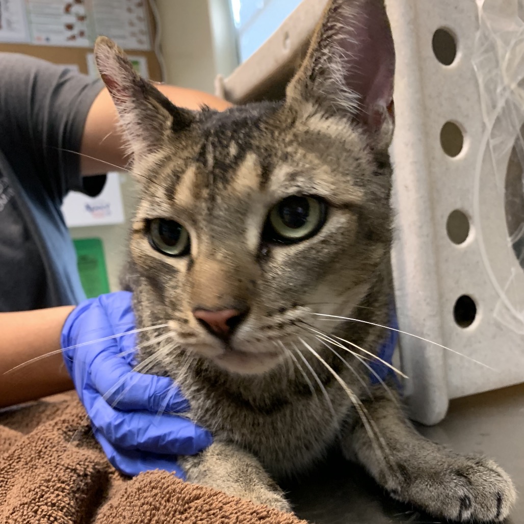 Shelter Stray Male Cat last seen , 361 S Raymond Ave, Pasadena, CA 91105, USA
