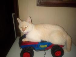 Lost Male Cat last seen Nomad trailer park, Norton Shores, MI 49444