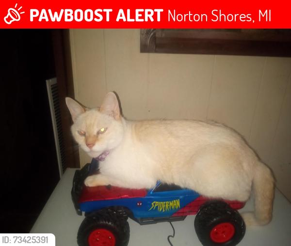 Lost Male Cat last seen Nomad trailer park, Norton Shores, MI 49444