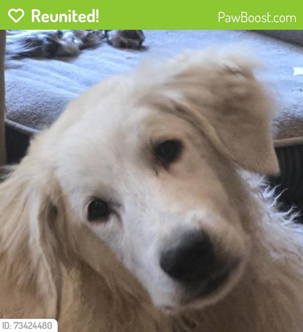 Reunited Male Dog last seen White Deer Land and Maupin, Grubville, MO 63041