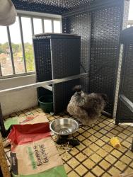 Found/Stray Female Bird last seen Archer st, Chatswood, NSW 2067
