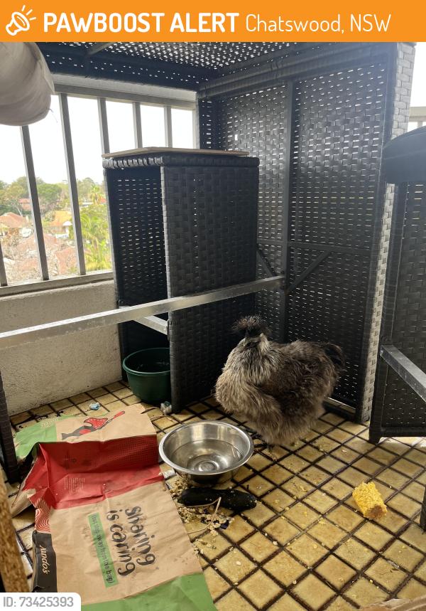 Found/Stray Female Bird last seen Archer st, Chatswood, NSW 2067