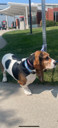 Lost Female Dog last seen Near Charles Dr., Iowa City, IA 52245