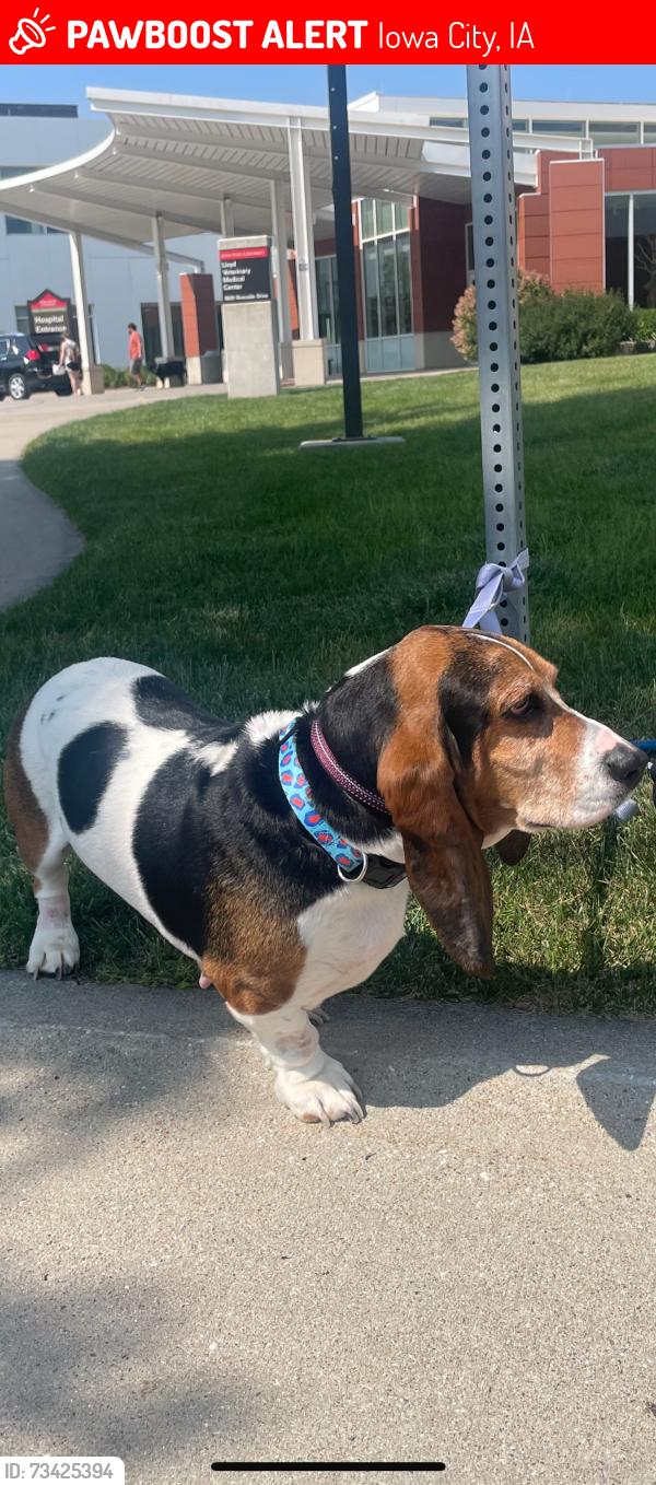 Lost Female Dog last seen Near Charles Dr., Iowa City, IA 52245