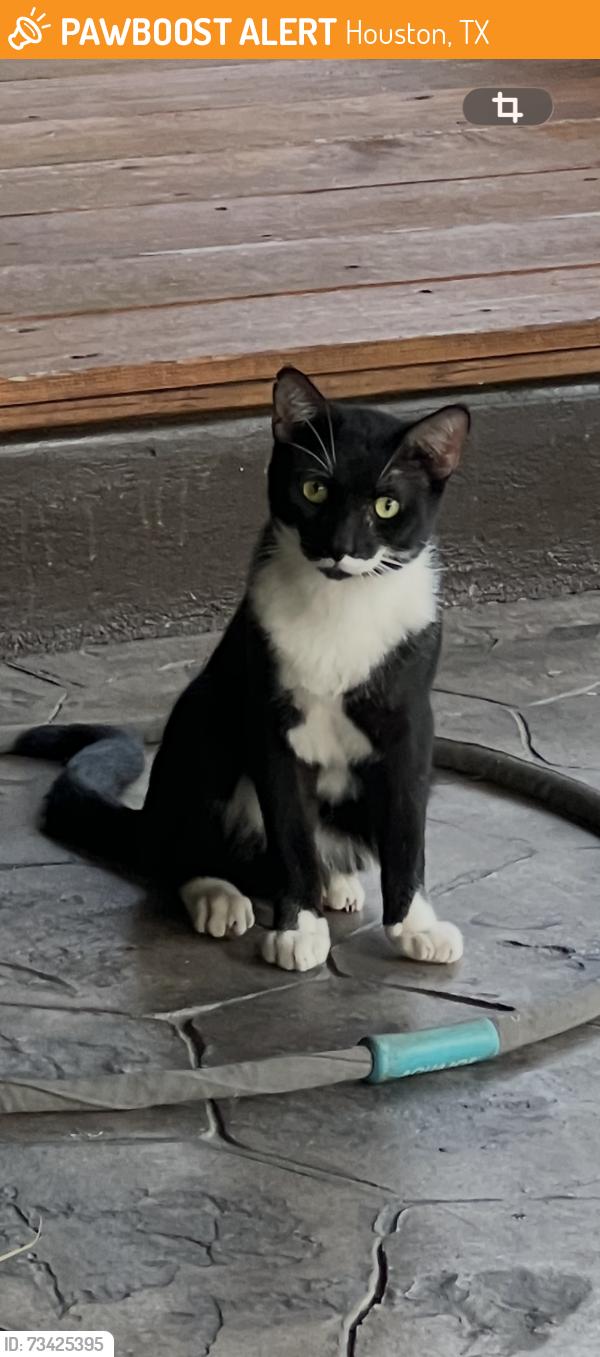 Found/Stray Unknown Cat last seen Hopper Rd And Hirsch rd, Houston, TX 77016