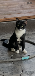 Found/Stray Unknown Cat last seen Hopper Rd And Hirsch rd, Houston, TX 77016