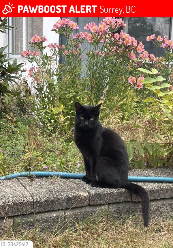 Lost Female Cat last seen Grosvenor Road, Surrey, BC 