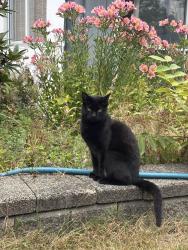 Lost Female Cat last seen Grosvenor Road, Surrey, BC 
