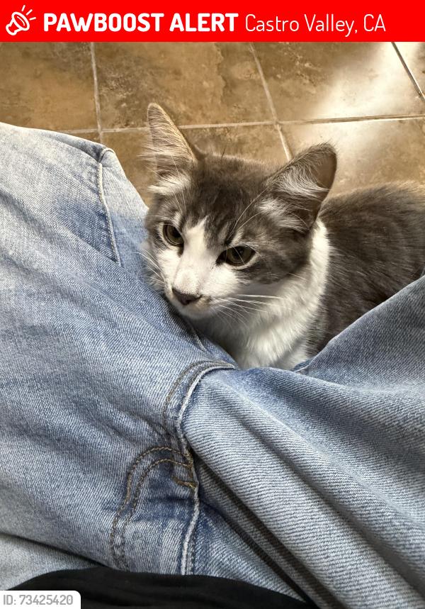 Lost Male Cat last seen Redwood, Castro Valley, CA 94546