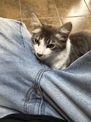 Lost Male Cat last seen Redwood, Castro Valley, CA 94546