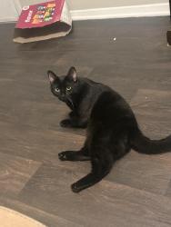 Lost Male Cat last seen Westwood Boulevard and International Drive, Orlando, FL 32821