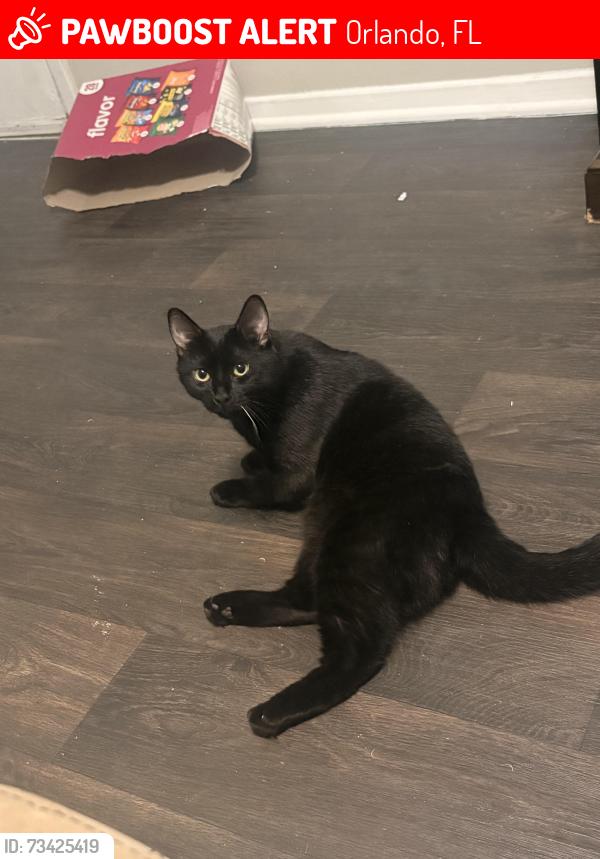 Lost Male Cat last seen Westwood Boulevard and International Drive, Orlando, FL 32821