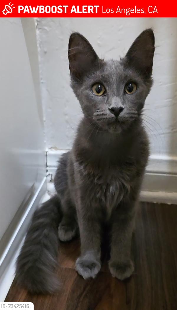 Lost Female Cat last seen Camulos St & Garnet St., Los Angeles, CA 90023