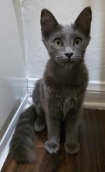 Lost Female Cat last seen Camulos St & Garnet St., Los Angeles, CA 90023