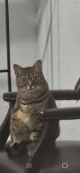 Lost Female Cat last seen Baker Street, Seguin, TX 78155