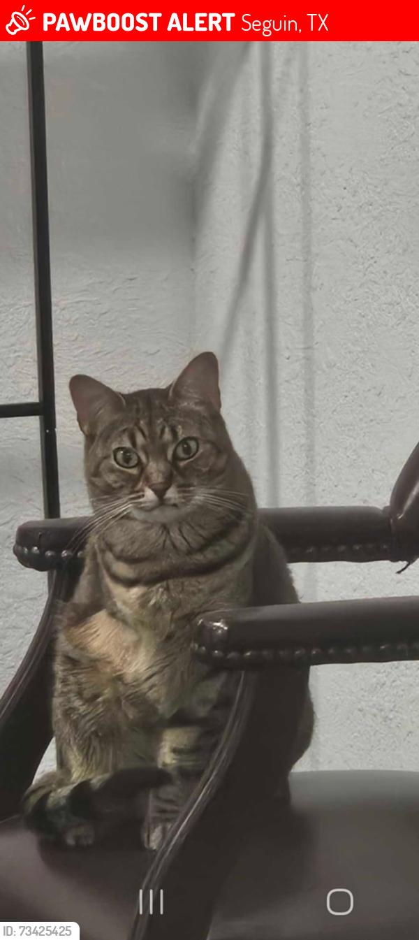 Lost Female Cat last seen Baker Street, Seguin, TX 78155