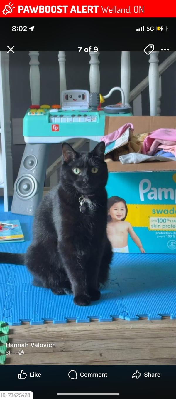Lost Female Cat last seen lincoln st, Welland, ON 
