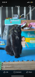 Lost Female Cat last seen lincoln st, Welland, ON 
