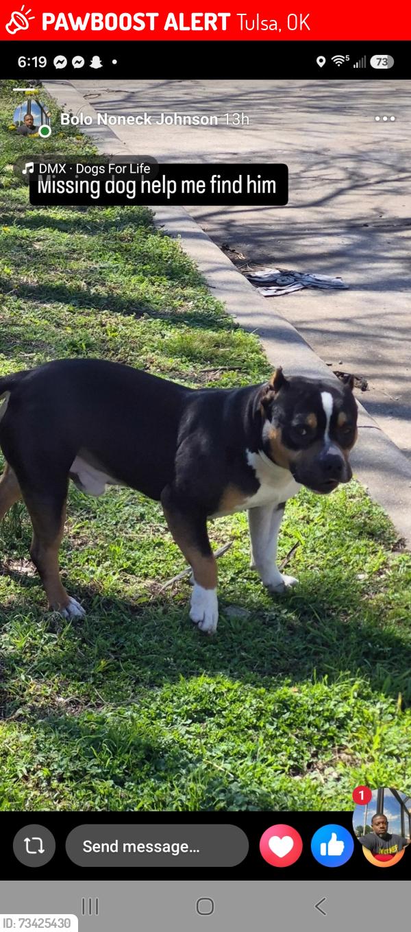 Lost Male Dog last seen East apache and Peoria Tulsa ok, Tulsa, OK 74106