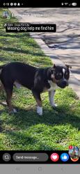Lost Male Dog last seen East apache and Peoria Tulsa ok, Tulsa, OK 74106